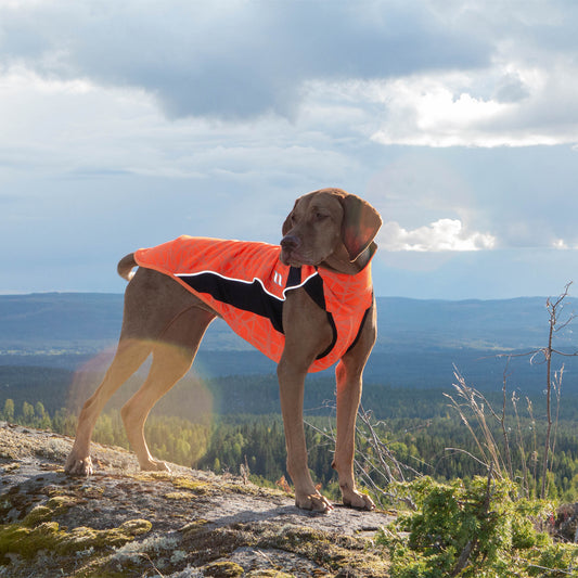 Eddie High Visibility Reflective Orange Jumper for Dogs