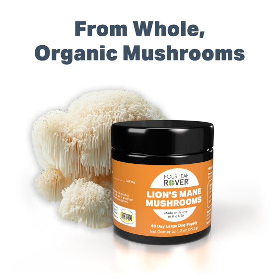 Lions Mane - Organic Mushroom Extract